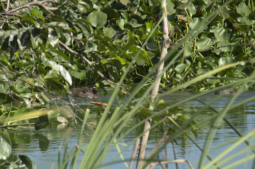Capybara
