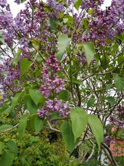 Syringa vulgaris