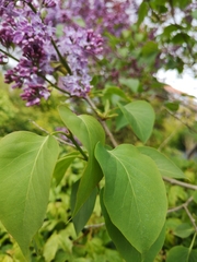 Syringa vulgaris