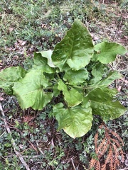 Cardiocrinum cordatum