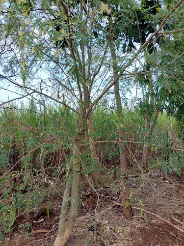 Moringa tree