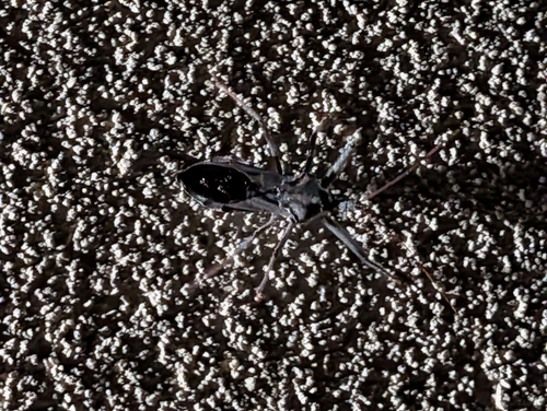 North American Wheel Bug