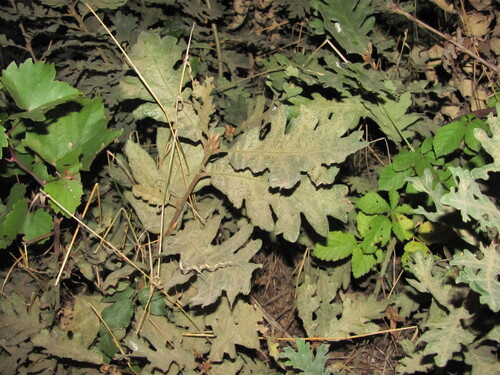 Pyrenean Oak