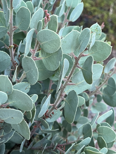 iNaturalist observation photo of Whiteleaf Manzanita