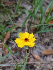 Coreopsis leavenworthii