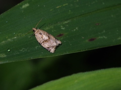 Neocalyptis affinisana