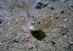 Pomatoschistus pictus