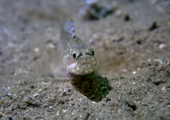 Pomatoschistus pictus