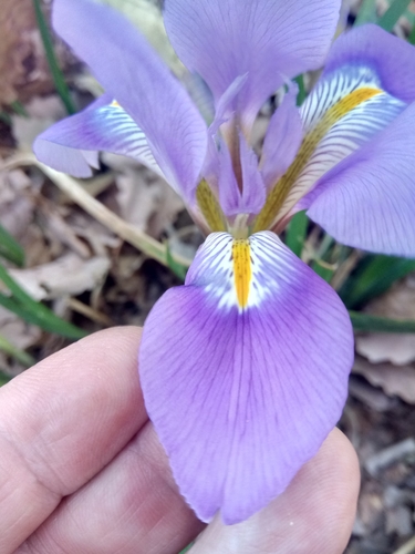 Iris unguicularis subsp. unguicularis image