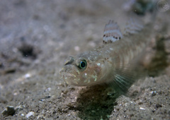 Pomatoschistus pictus