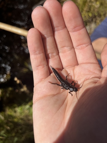iNaturalist observation photo of Giant Stoneflies and Salmonflies