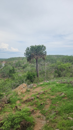 Euphorbia cooperi, photograph 4