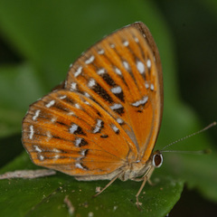 Taxila dora