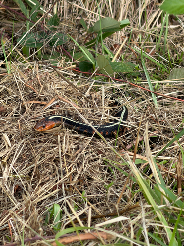Common Garter Snake