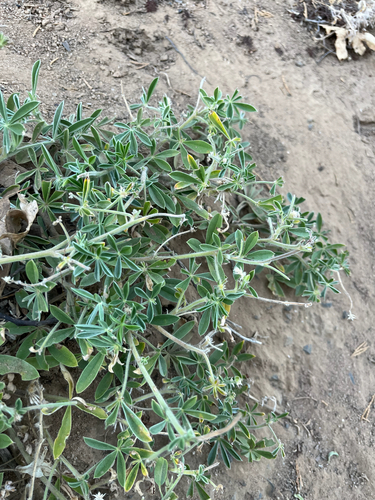 iNaturalist observation photo of lupines