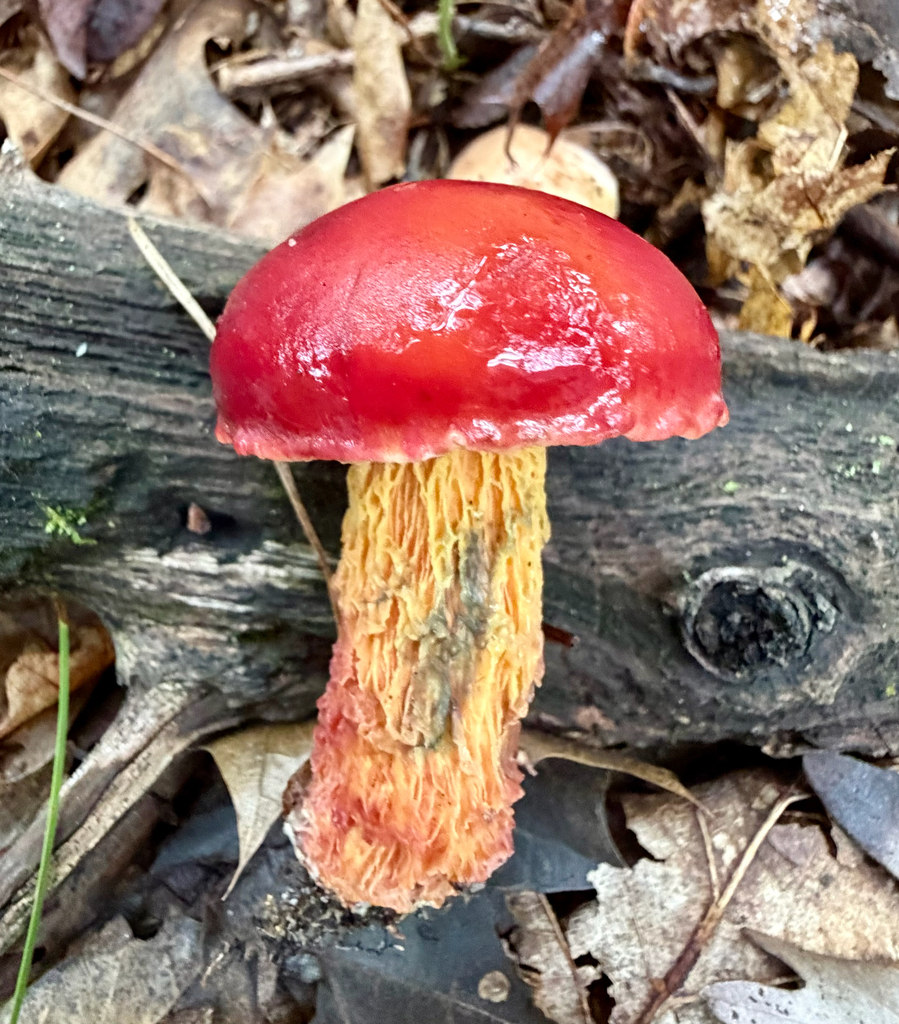 Frost's Bolete · September 2026 · photo: Photo: (c) sofi v, some rights reserved (CC BY) · iNaturalist