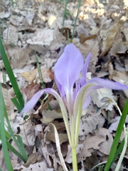 Iris unguicularis subsp. unguicularis image