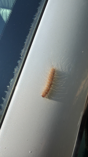 Fall Webworm Moth