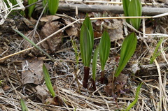 Allium ochotense
