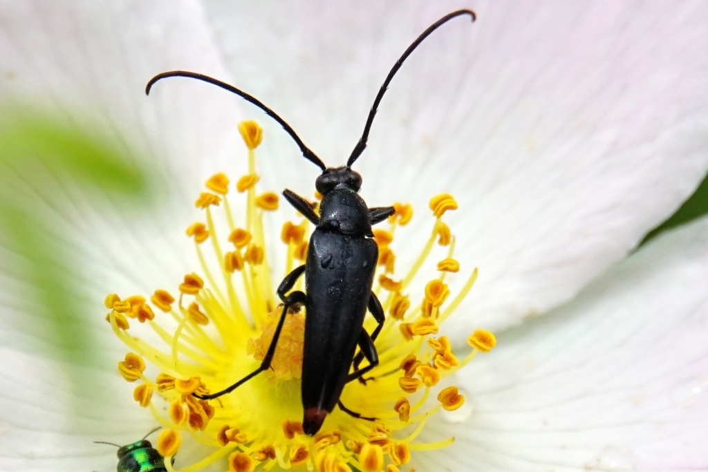 Pedostrangalia verticalis