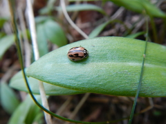 Mulsantina hudsonica