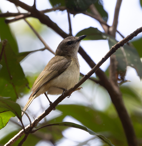 Pachycephala simplex observed 2026-09-15