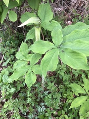 Arisaema serratum