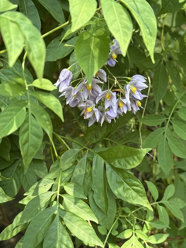 Brazilian Nightshade