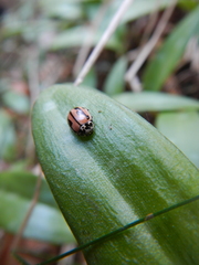 Mulsantina hudsonica