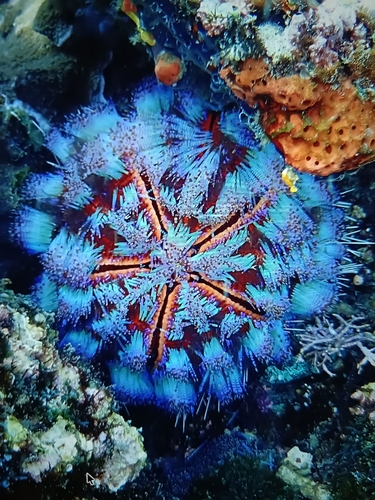 Asthenosoma observed 2026-09-15