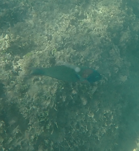 Thalassoma duperrey observed 2026-09-15
