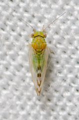 Heteropsylla