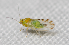 Heteropsylla