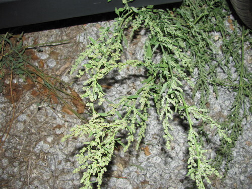 Common Lambsquarters