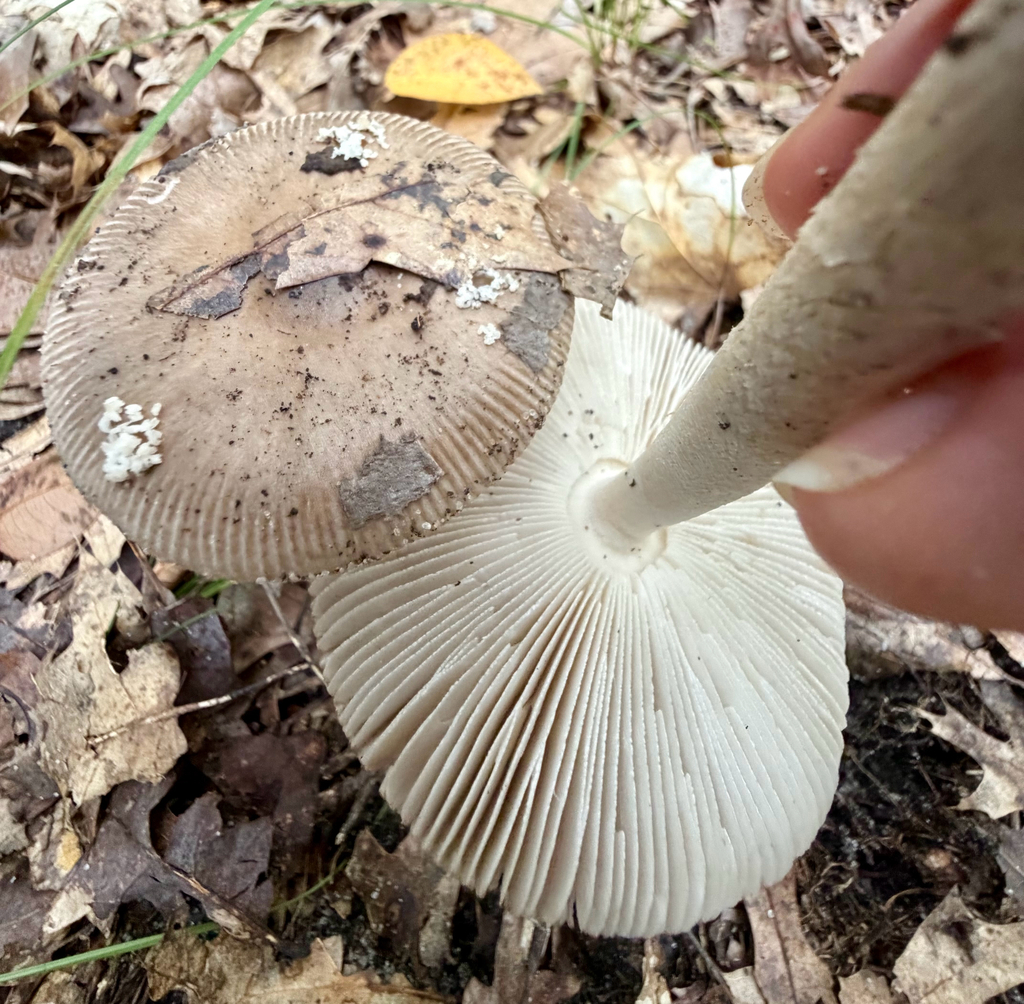 Shaggy Legged Ringless Amanita · September 2026 · photo: Photo: (c) sofi v, some rights reserved (CC BY) · iNaturalist