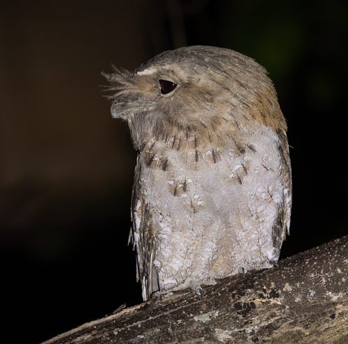 Papuan Frogmouth