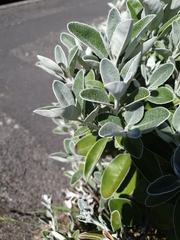 Magnoliopsida