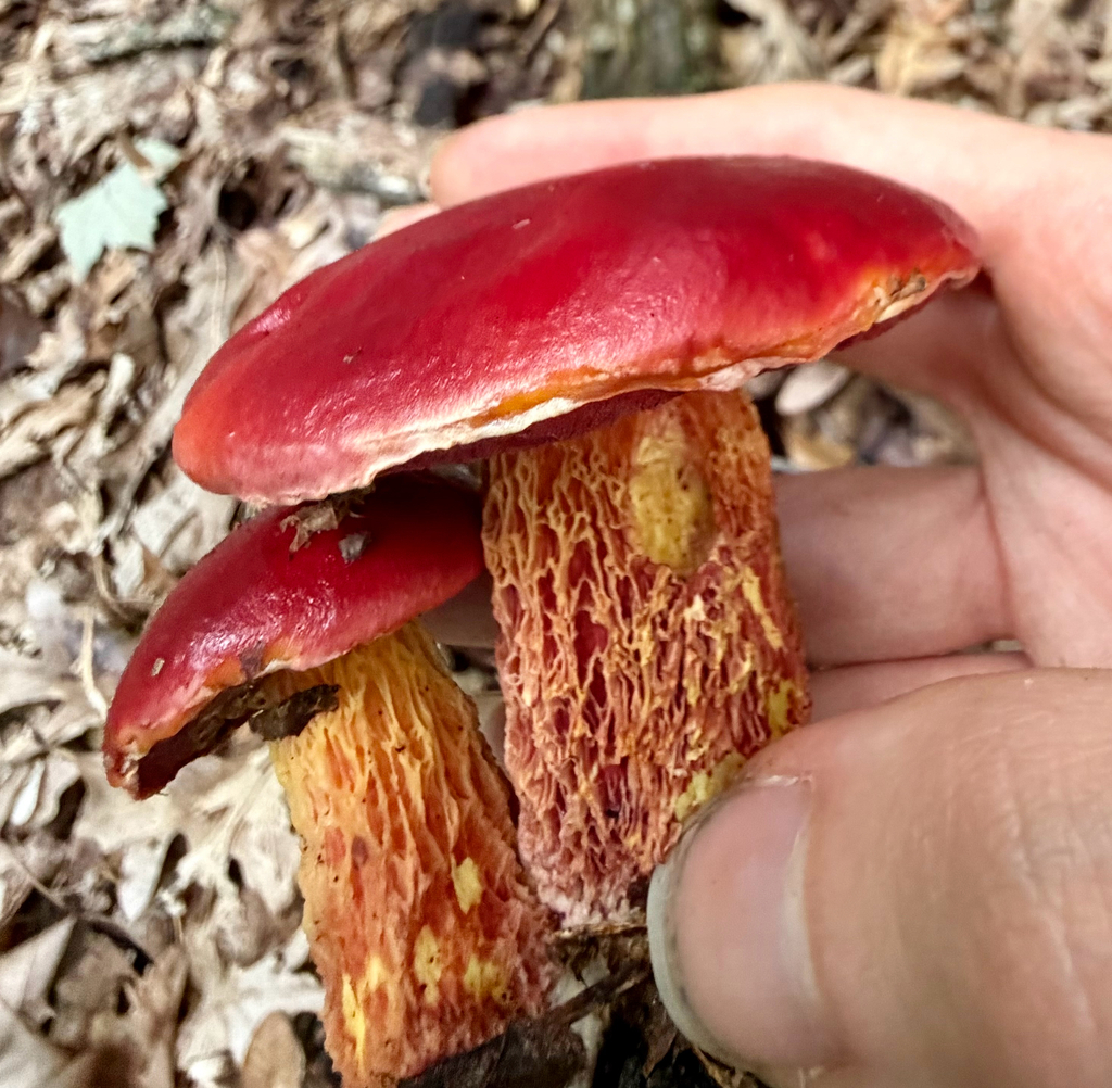 Frost's Bolete · September 2026 · photo: Photo: (c) sofi v, some rights reserved (CC BY) · iNaturalist