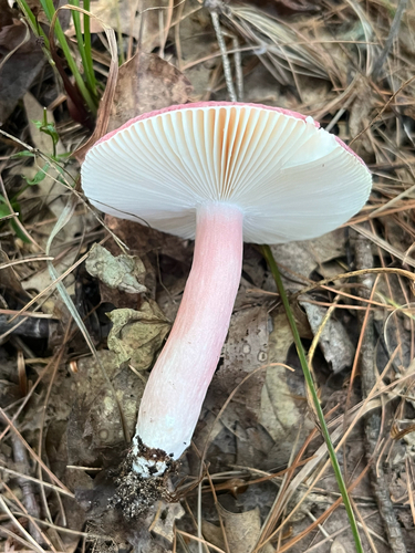purple-bloom russula