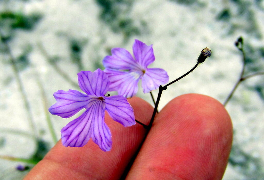 Philcoxia bahiensis