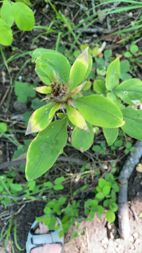 White atractylodes
