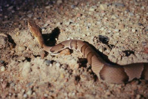 Eastern Copperhead