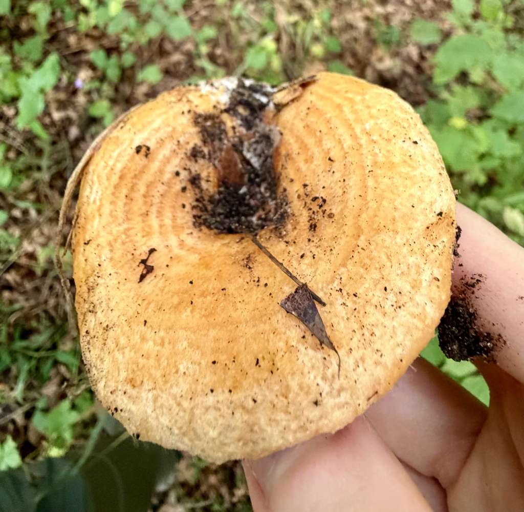 Lactarius psammicola · September 2026 · photo: Photo: (c) sofi v, some rights reserved (CC BY) · iNaturalist