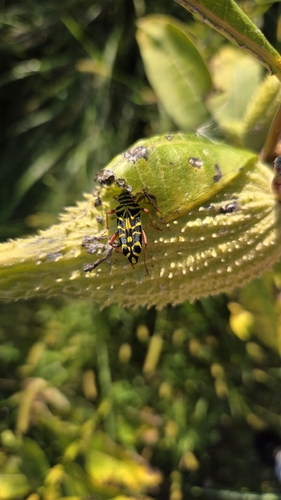 Locust Borer