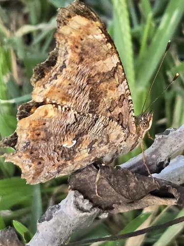 Eastern Comma
