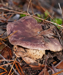Leucopaxillus lilacinus