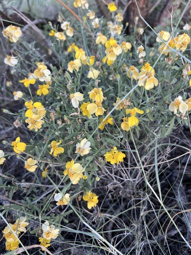 Psilostrophe cooperi, photograph 3