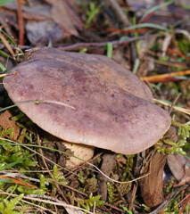 Leucopaxillus lilacinus