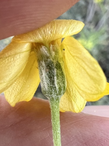Psilostrophe cooperi, photograph 4