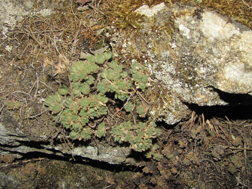 Sedum hirsutum